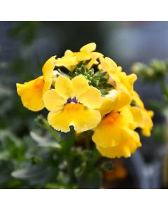 Nemesia, Nesia™ Inca (early spring crop)