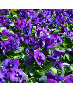 Viola, Pansy Delta™ 'Neon Violet'