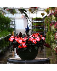 Impatiens, New Guinea 'Orange Ice' Hanging Basket