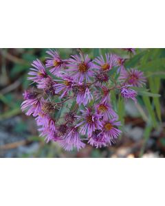 Aster, New England Aster 'Minnesota Native'