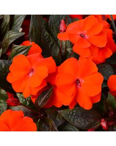 Impatiens, SunPatiens® 'Electric Orange'