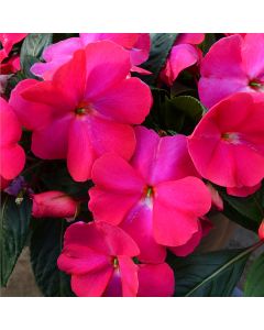 Impatiens, SunPatiens® 'Hot Pink'