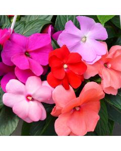 Impatiens, SunPatiens® Mix
