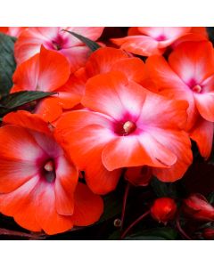 Impatiens, New Guinea 'Orange Ice'