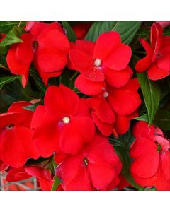 Impatiens, SunPatiens® 'Deep Red'
