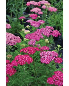 Achillea, Compact Yarrow 'New Vintage™ Violet'