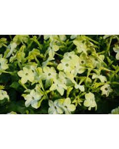 Nicotiana, Saratoga™ 'Lime'