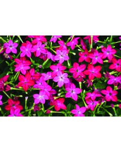 Nicotiana, Saratoga™ 'Rose'