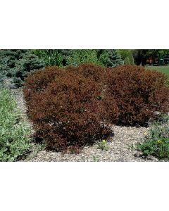 Physocarpus, Ninebark 'Summer Wine®'