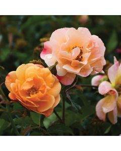 Rosa, Shrub Rose 'Nitty Gritty™ Peach'