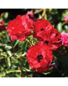 Rosa, Shrub Rose 'Nitty Gritty™ Red'