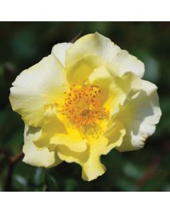 Rosa, Shrub Rose 'Nitty Gritty™ Yellow'