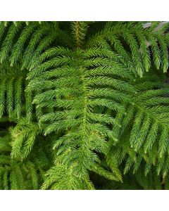 Araucaria Heterophylla 'Norfolk Island Pine'