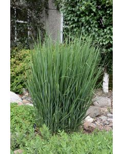 Panicum, Switchgrass 'North Wind'
