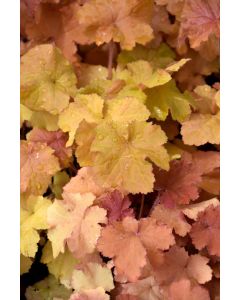 Heuchera, Gold Leaf Coral Bells 'Northern Exposure™ Amber'