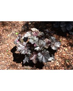 Heuchera, Black Leaf Coral Bells 'Northern Exposure™ Black'