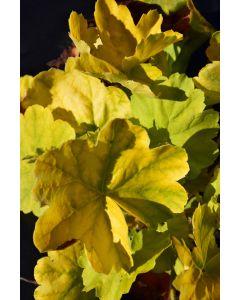 Heuchera, Green Leaf Coral Bells 'Northern Exposure™ Lime'