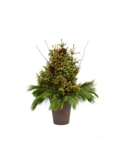 'Northwoods' Spruce Tip Container