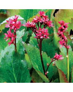 Mukgenia, Red Leafed 'NOVA® Flame'