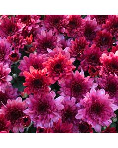 Chrysanthemum, Novelty Fall Mum 'Strawberry Ice'