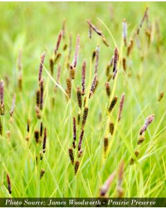 Carex, Tussock Sedge 'Minnesota Native'