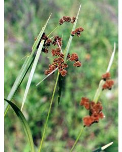 Scirpus, Green Bulrush 'Minnesota Native'