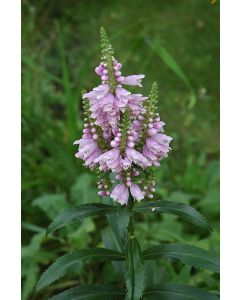 Physotegia, Obedient Plant 'Minnesota Native'