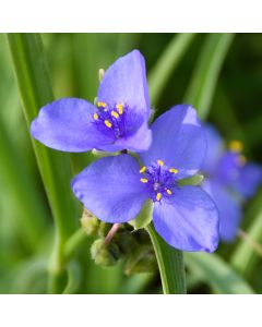 Tradescantia, Ohio Spiderwort 'Minnesota Native'