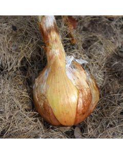 Allium, Onion 'Sweet Yellow'