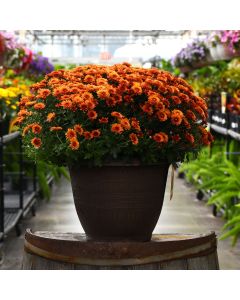 13"" Pot