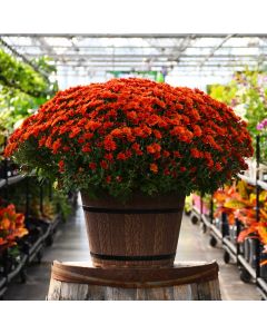 16" Pot