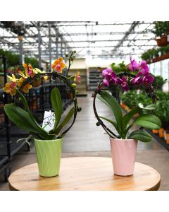 Phalaenopsis Amabilis 'Moon Orchid' Infinity Circle