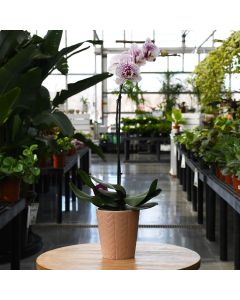 Phalaenopsis Amabilis 'Moon Orchid' in Ceramic