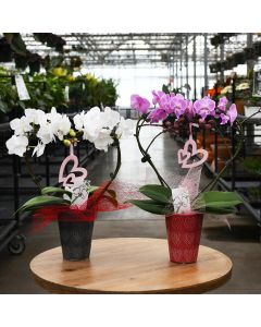 Phalaenopsis Amabilis 'Moon Orchid' Heart Shaped