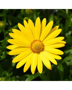 Osteospermum, Margarita® 'Yellow'