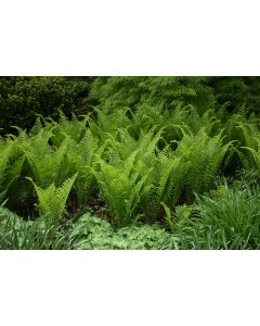 Matteuccia, Ostrich Fern