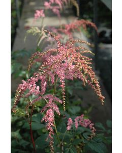 Astilbe, Arendsii Group 'Ostrich Plume'