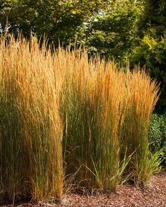 Calamagrostis, Feather Reed Grass 'Overdam'