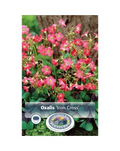 Oxalix, Shamrock 'Iron Cross'