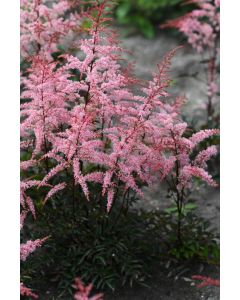 Astilbe, Dwarf Astilbe 'Pretty in Pink'