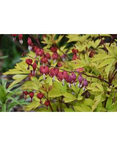 Dicentra, Old Fashioned Bleeding Heart 'Ruby Gold'