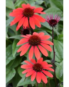 Echinacea, Coneflower Panama™ 'Red'