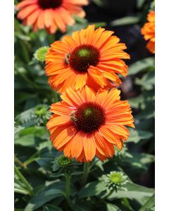 Echinacea, Coneflower 'SunSeekers® Mineola' 