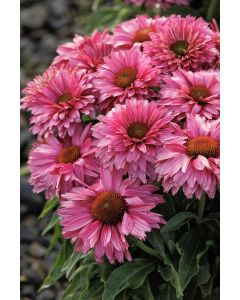 Echinacea, Coneflower 'SunSeekers® Sweet Fuschia'