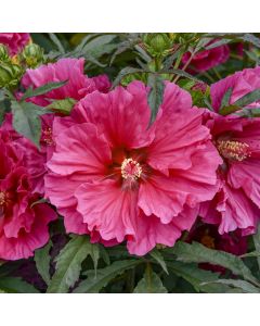 Hibiscus, Rose Mallow 'Watermelon Ruffles'