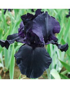 Iris, Bearded 'Blackwater'