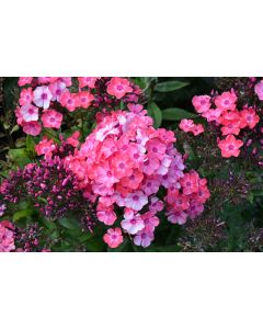 Phlox, Garden Girls® Glamour Girl 'Pink'