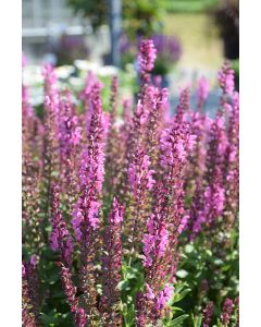 Salvia, Woodland Sage 'Apex™ Pink'