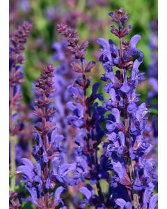 Salvia, Woodland Sage 'Dark Matter™'