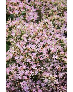 Sedum, Stonecrop, Rock 'N Round™ 'Pure Joy'